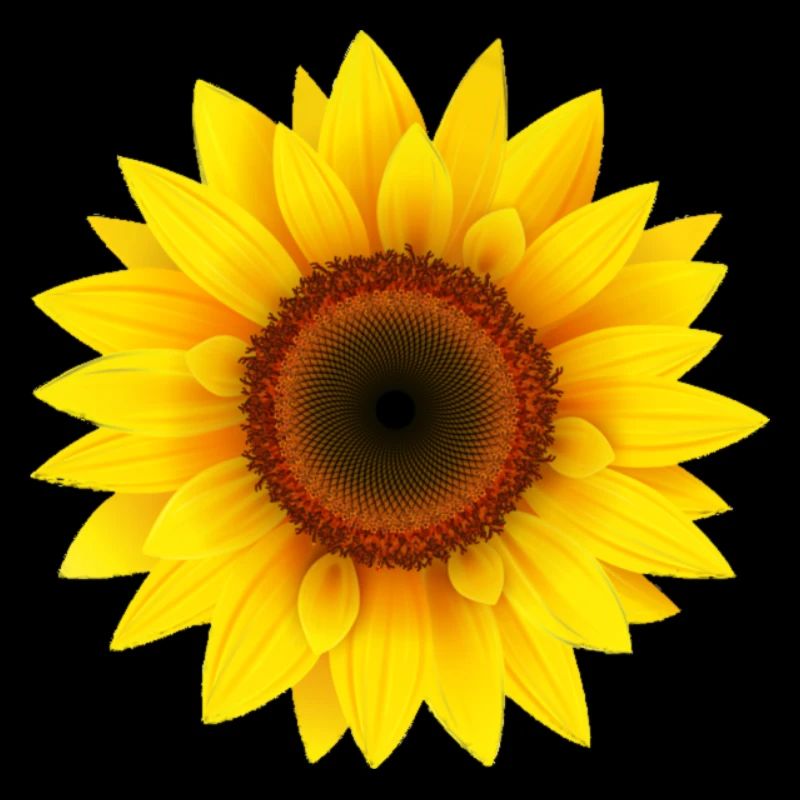 Sonnenblume