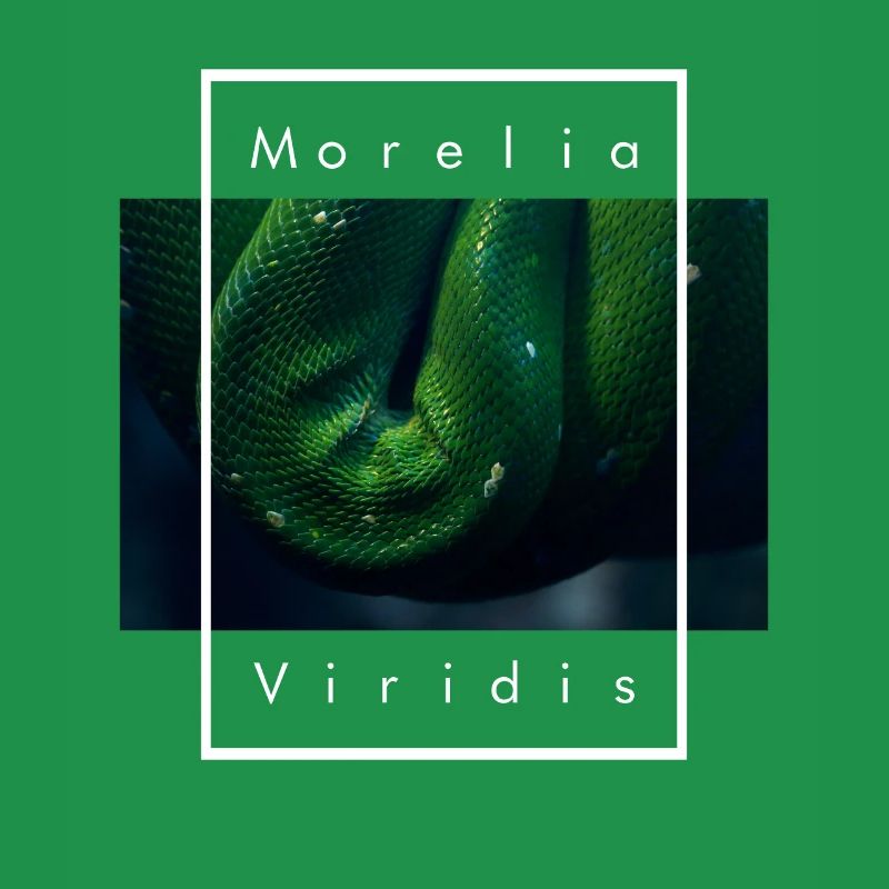 Arbre vert Python Morelia Viridis Serpent