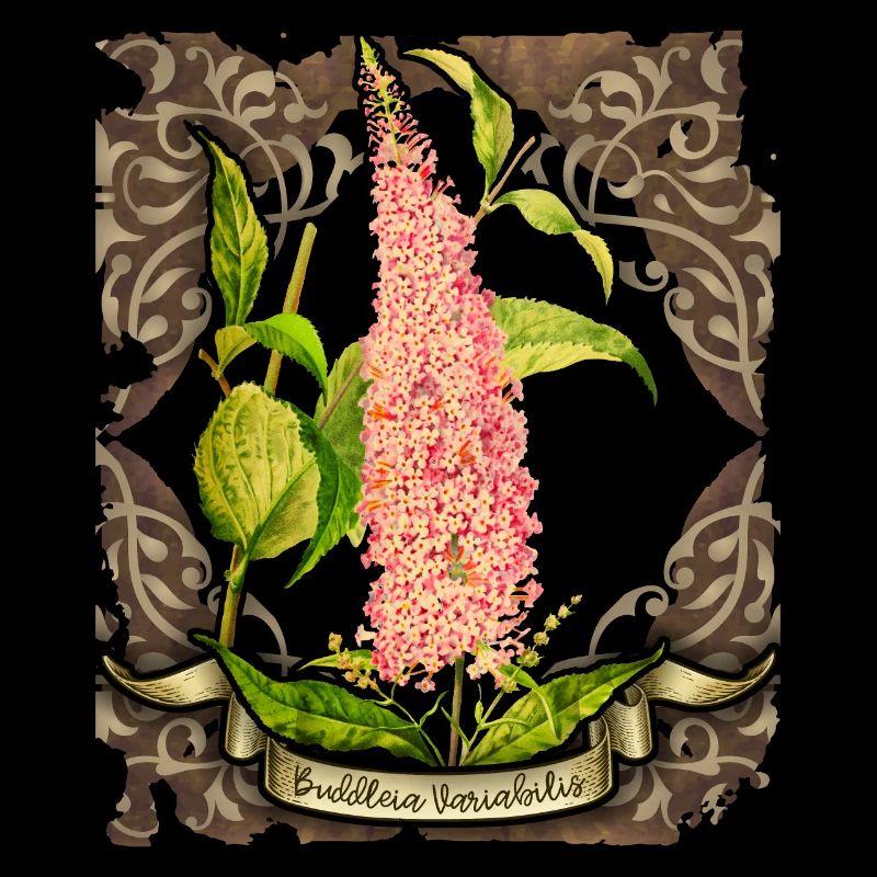 Ancienne illustration botanique papillon lilas