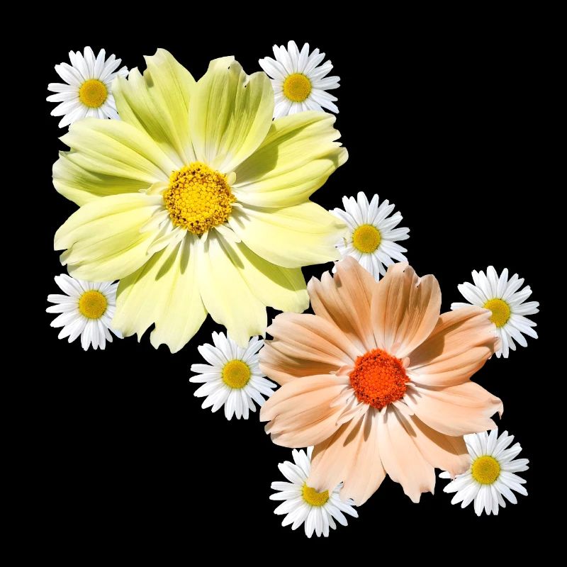 Cosmee with daisies blossom floral floral pattern