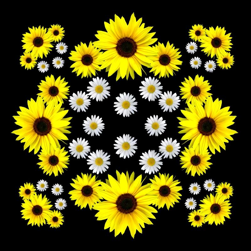 Margeriten Blüte Sonnenblume Gänseblümchen blumig