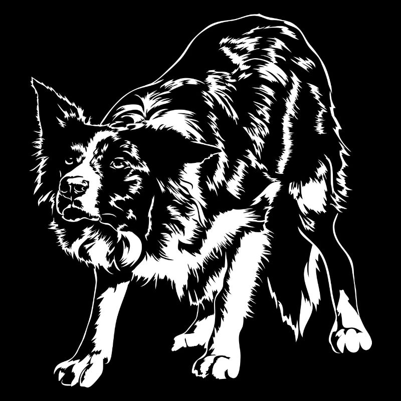 BORDER COLLIE herding dogs Wilsign's herding dog