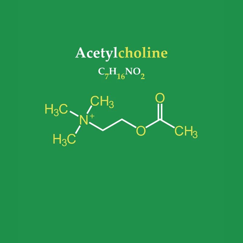Acetylcholine Molecule