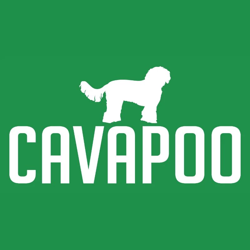 Cavapoo Hunderasse Hunde Wilsigns