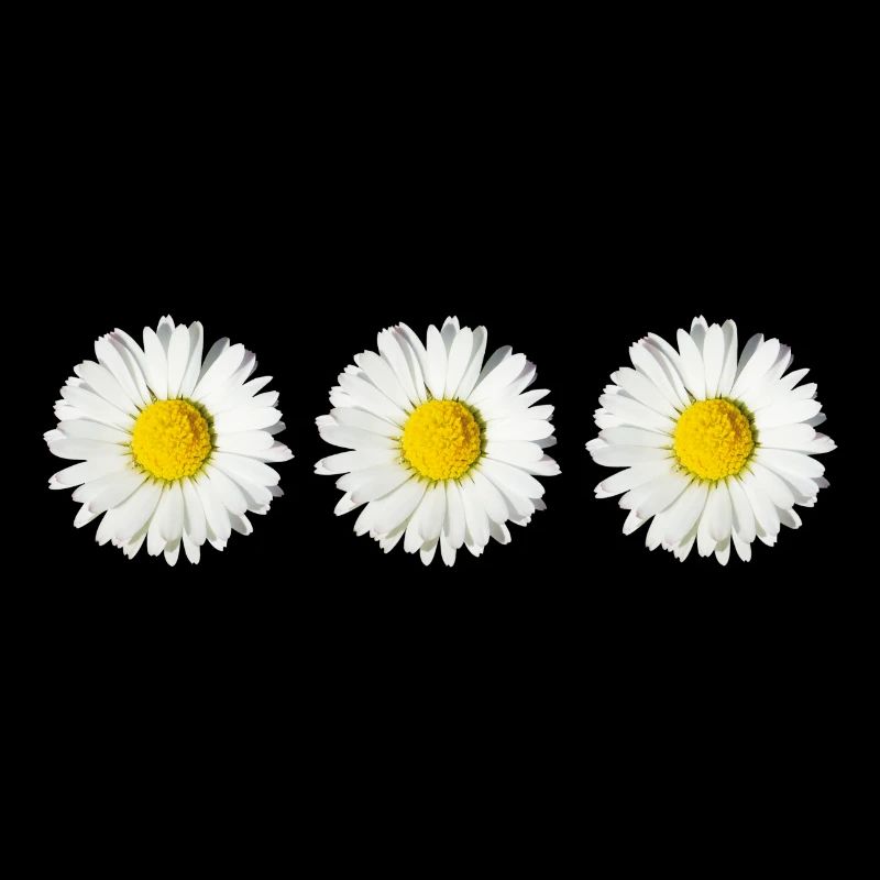 Gänseblümchen (3x)