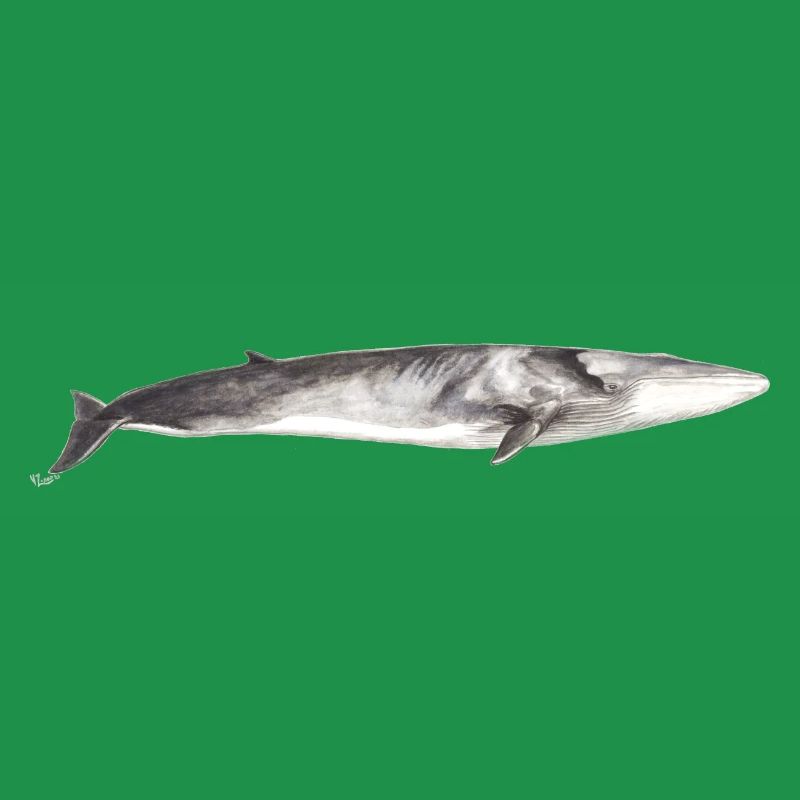 Rorqual commun Balaenoptera physalus