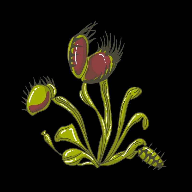 Carnivorous plant Venus flytrap