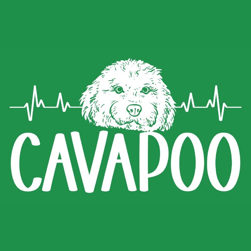 Cavapoo Cavoodle Capoodle Chien