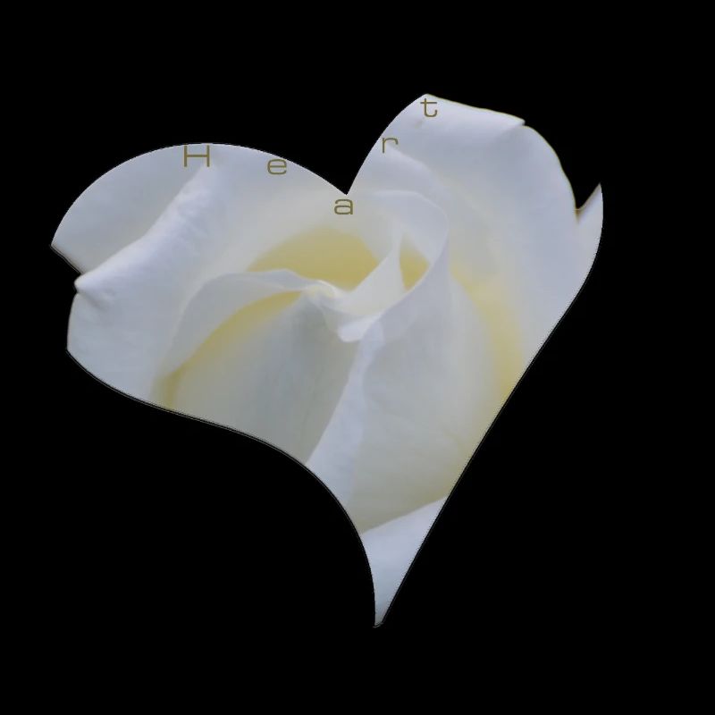 weiss rose herz