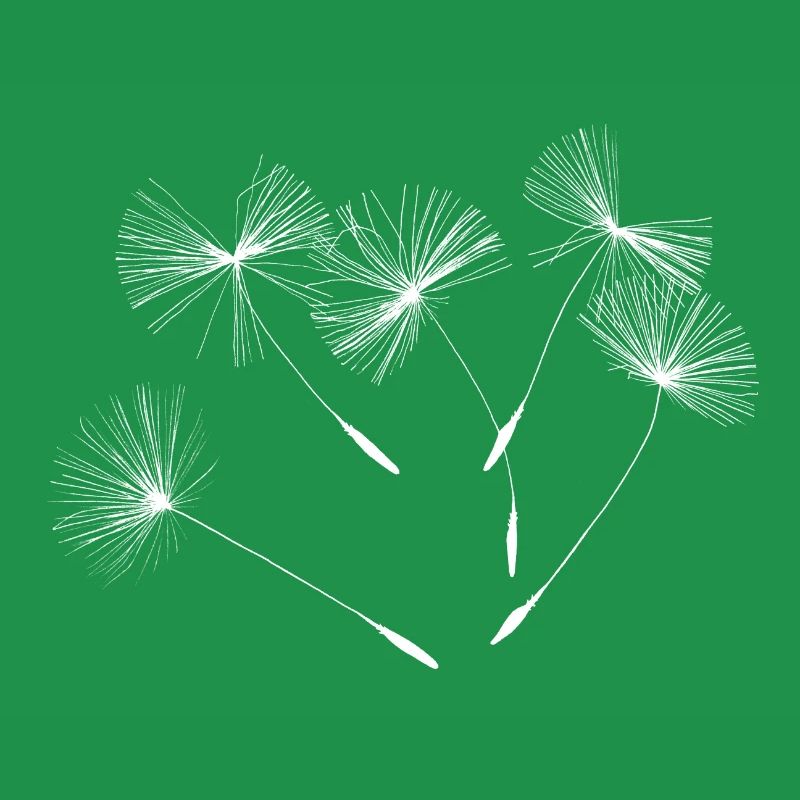 Pusteblumen Löwenzahn Samenkapseln