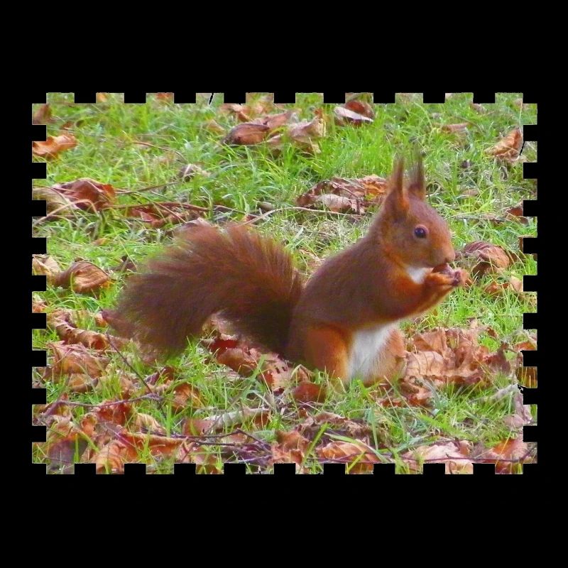 Ecureuil avec une noisette