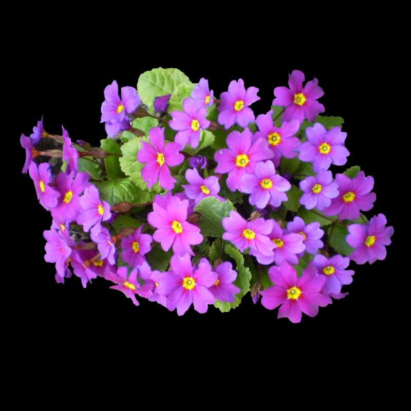 Primeln Blume Frühling