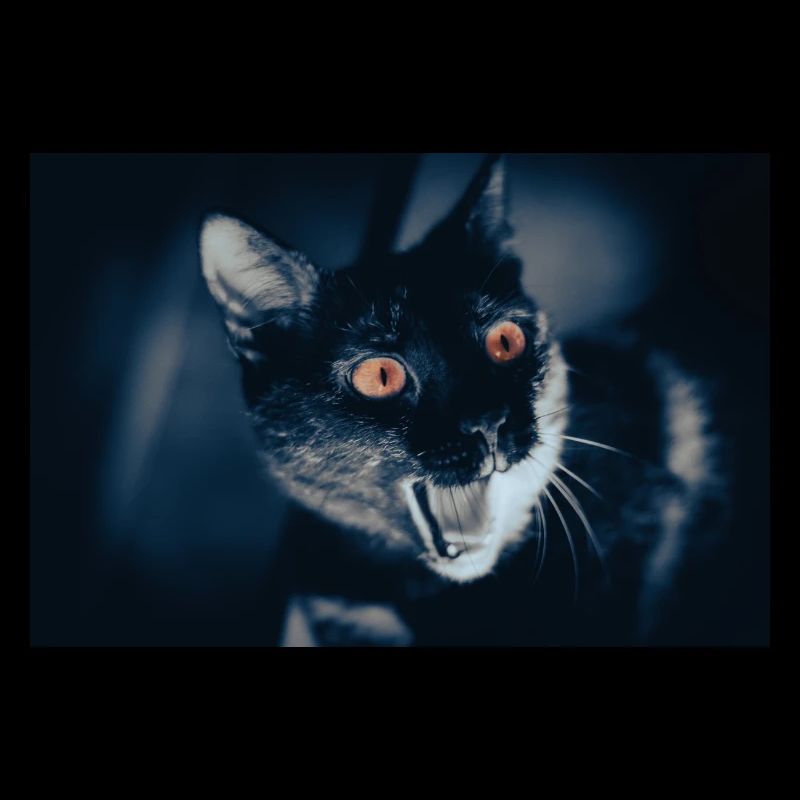 mon drôle de chat
