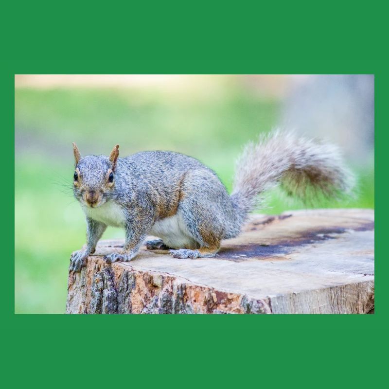 Grauhörnchen Sciurus carolinensis