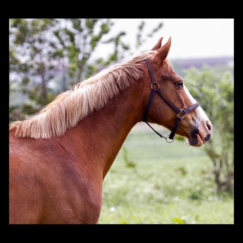 Cheval. Cheval.