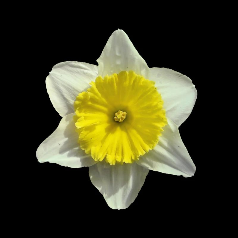 fleur de narcisse
