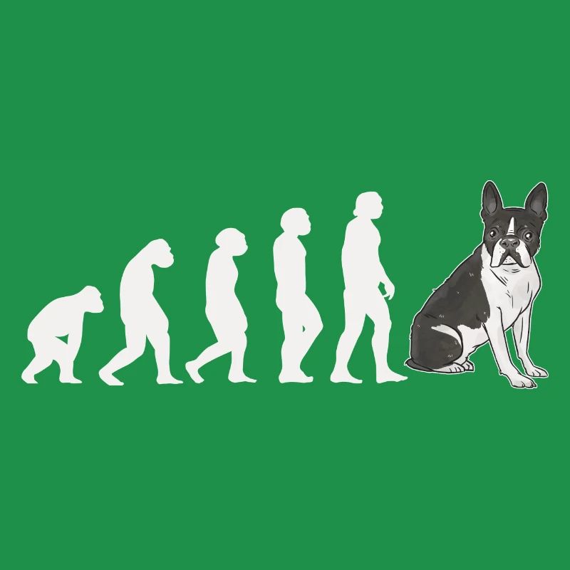 Evolution Boston Terrier