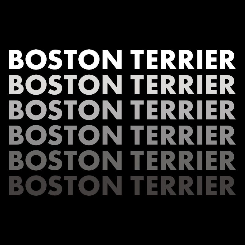 Boston Terrier