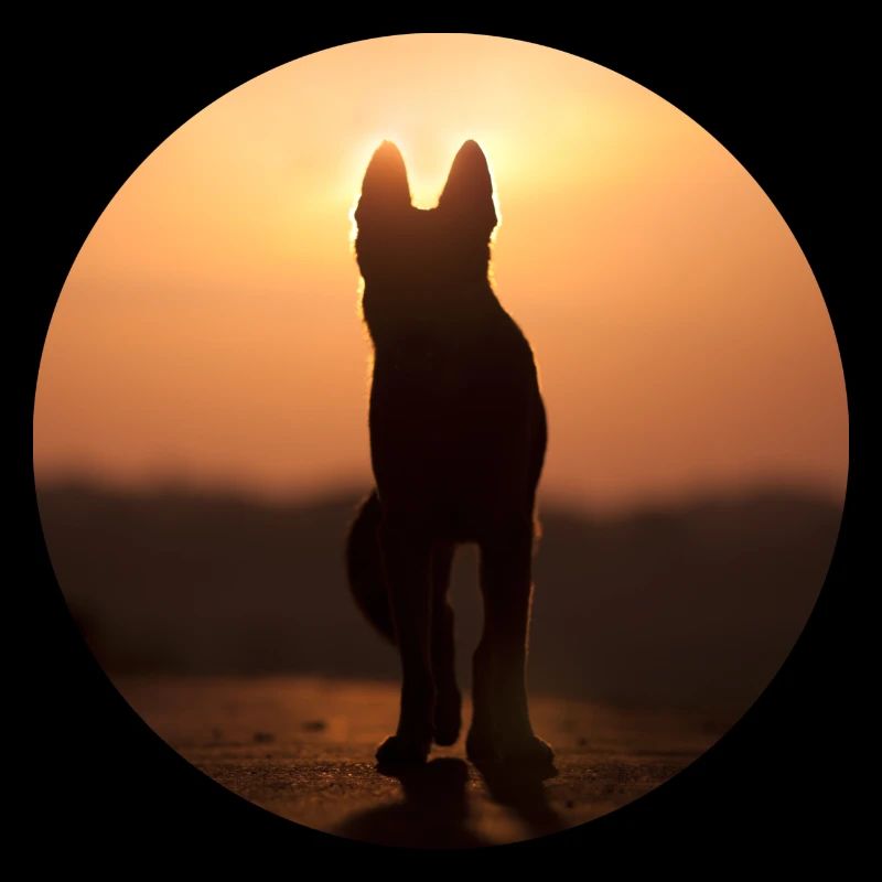 Deutscher Schäferhund / Wolf Silhouette