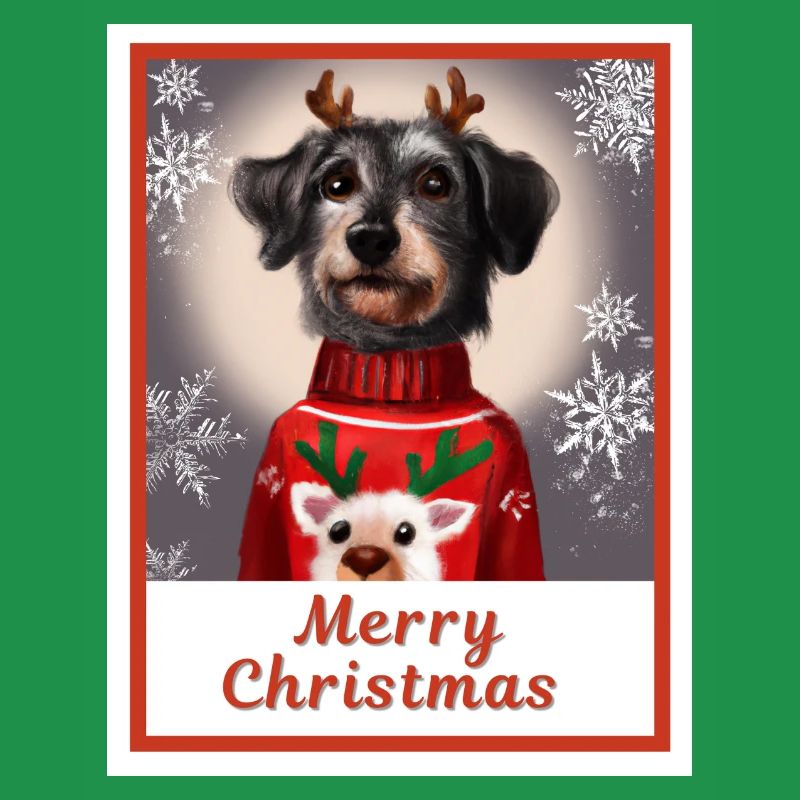 Schnauzer noir miniature dans un pull de Noël.