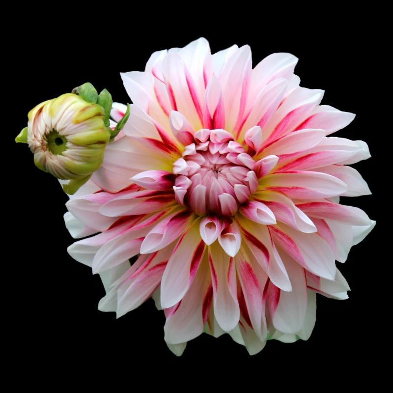 Fleur Rose Rose Fleur Fleurs Rose Rose Fleurs