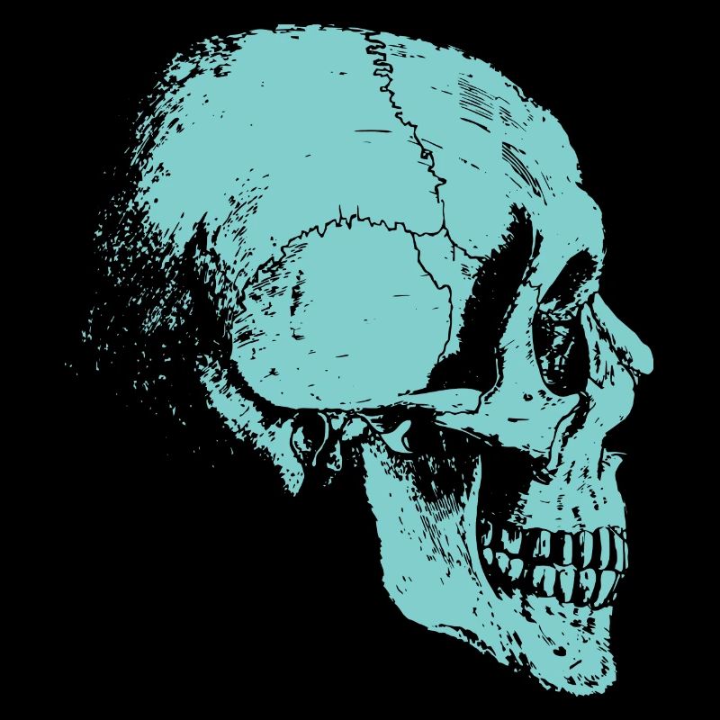 Skeleton skull of bones