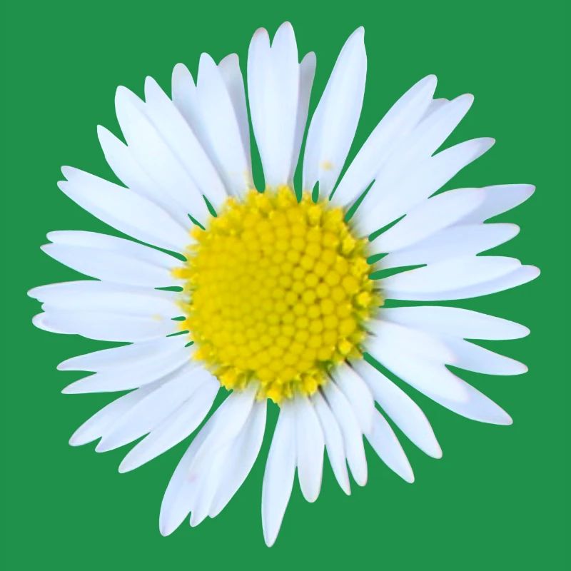 Gänseblümchen