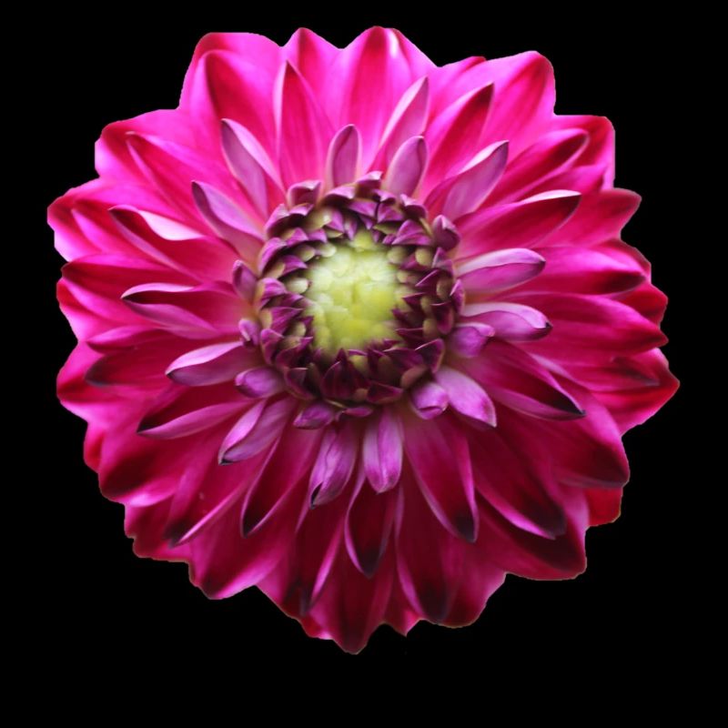 Fleur Rose Rose Fleur Fleurs Rose Rose Fleurs