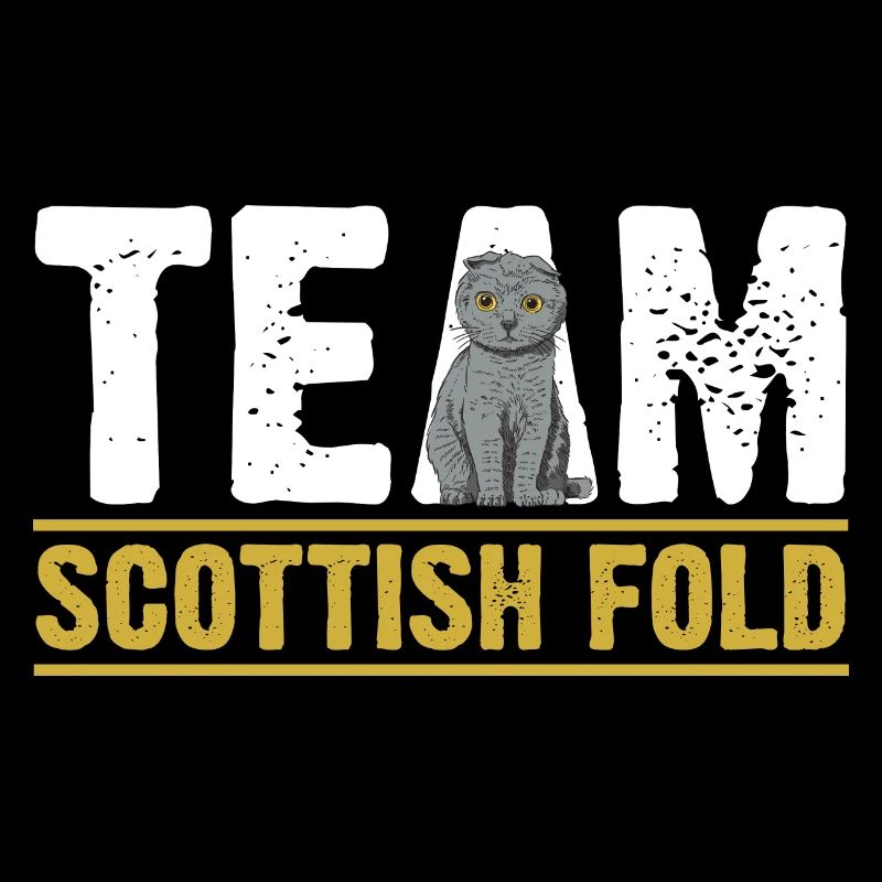 Scottish Fold Cat