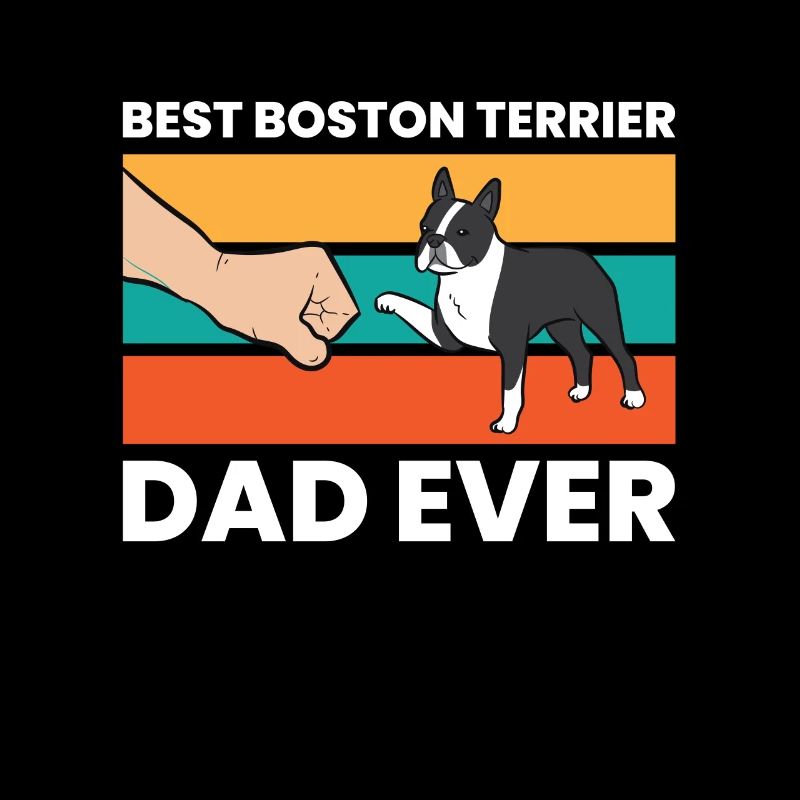 Niedlicher Boston Terrier Bester Boston Terrier