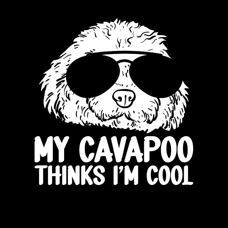 Cavapoo Cavoodle Capoodle Hund