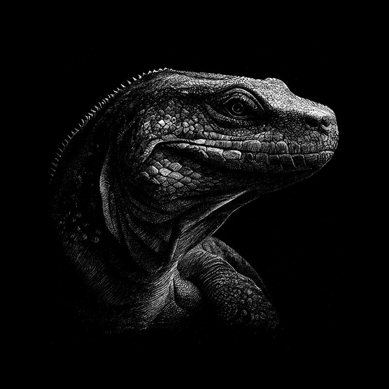 Komodo Dragon Varan Echse
