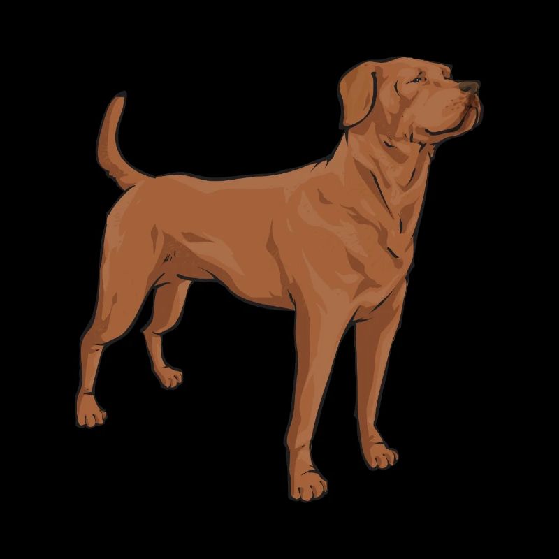 Foxred Labrador Fuchsroter Labrador Retriever