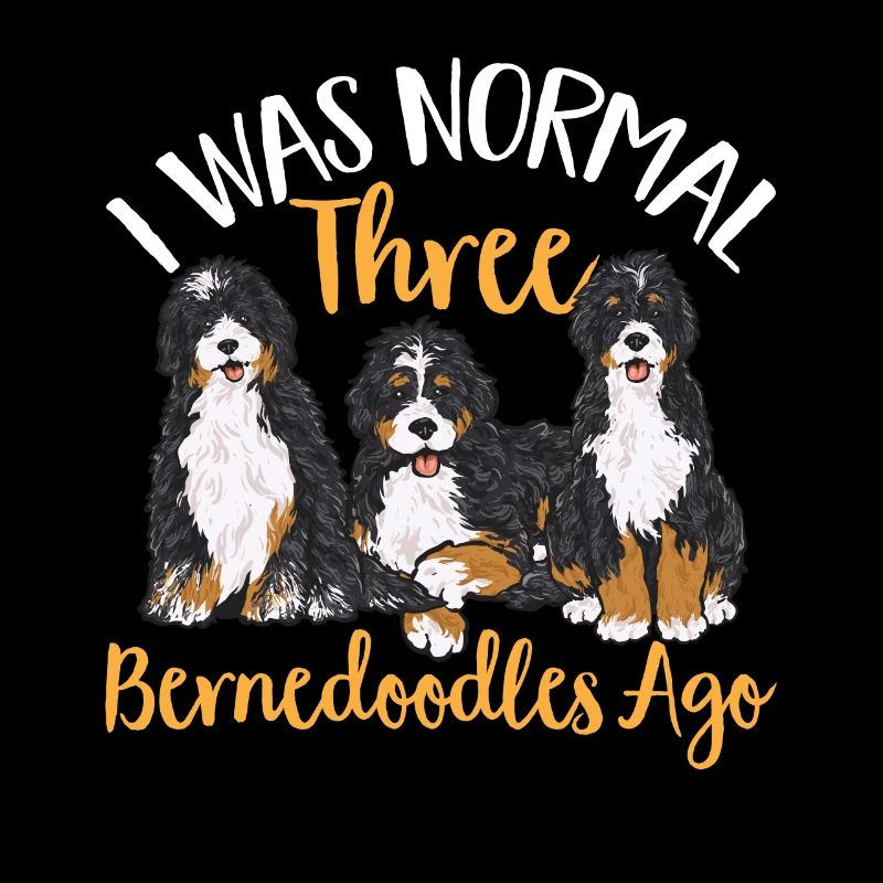 Bernedoodle Hund