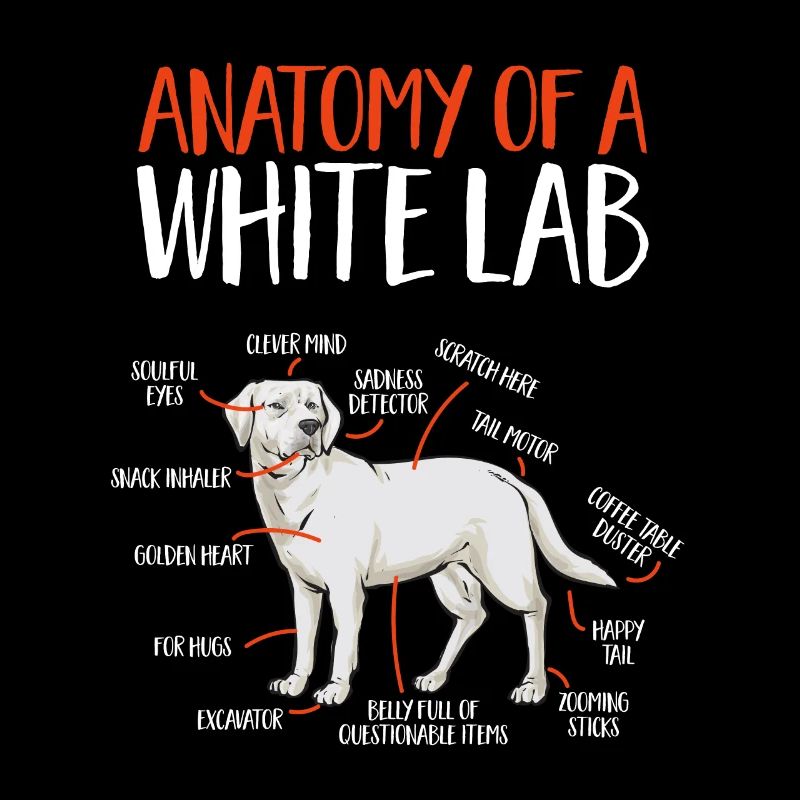 Labrador Retriever blanc Labrador Labrador blanc
