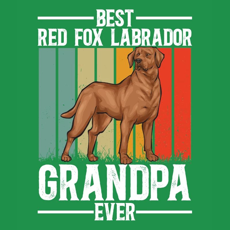 Fuchsroter Labrador Retriever Fox Red Labrador