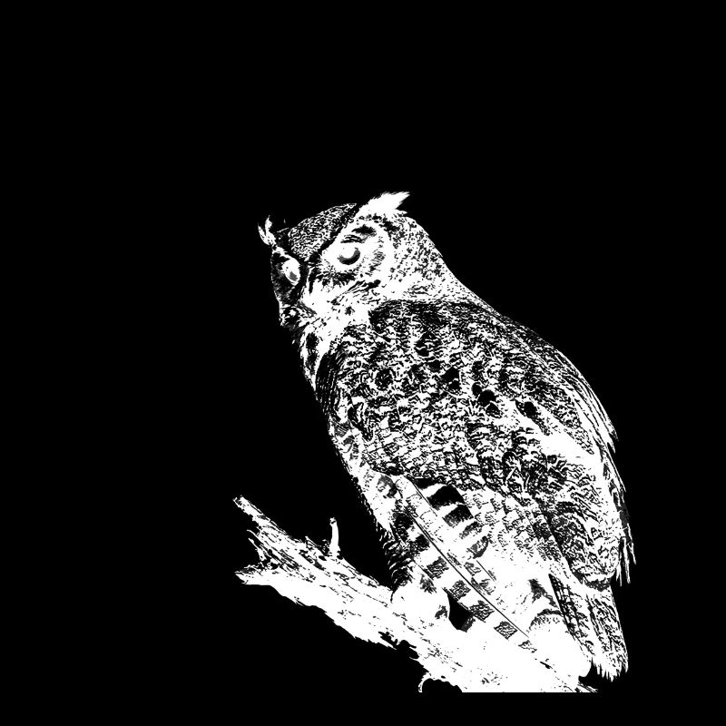 Owl On Tree Branch Black White Nocturnal Predator
