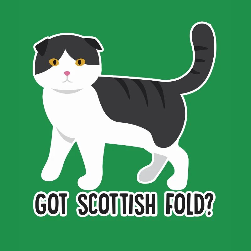 Got Scottish Fold Cat