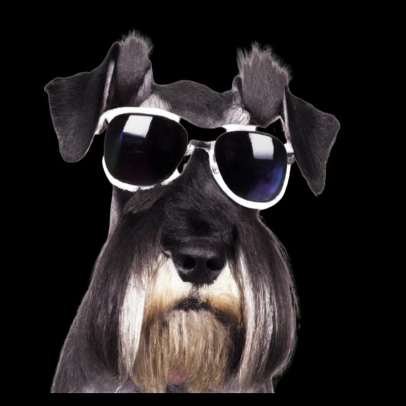 Miniature Schnauzer