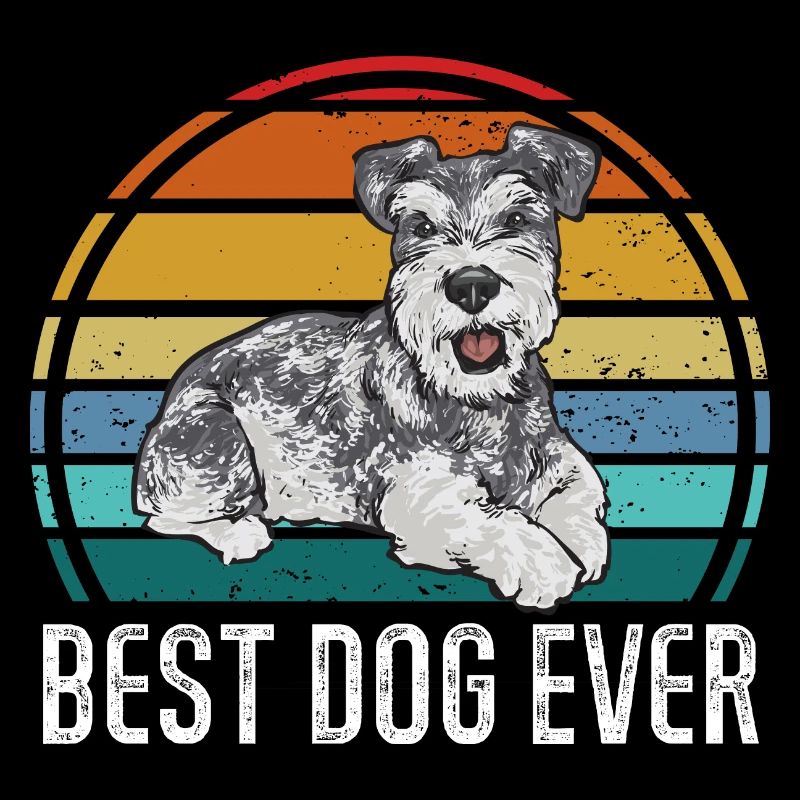 Zwergschnauzer Hund Schnauzer