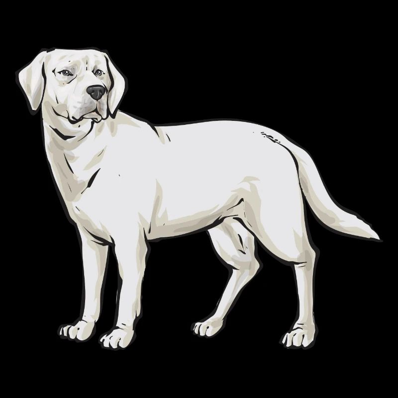 Labrador Retriever blanc Labrador Labrador blanc