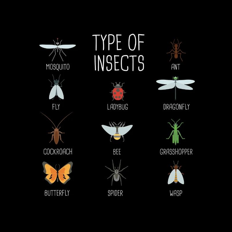 Kids Types Of Insects Bug Identification Science