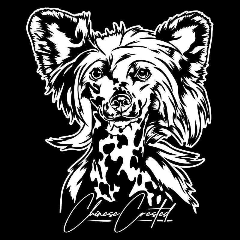 CHINOIS CRESTED Chien sans poils Chien Wilsigns