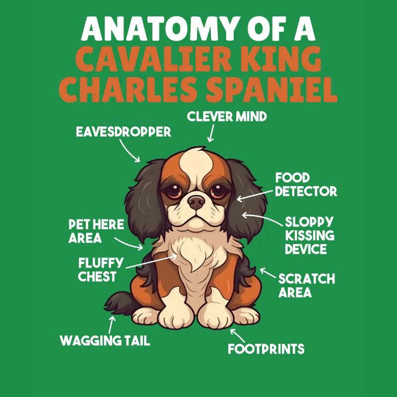 Explication du chien Anatomie d’un roi cavalier
