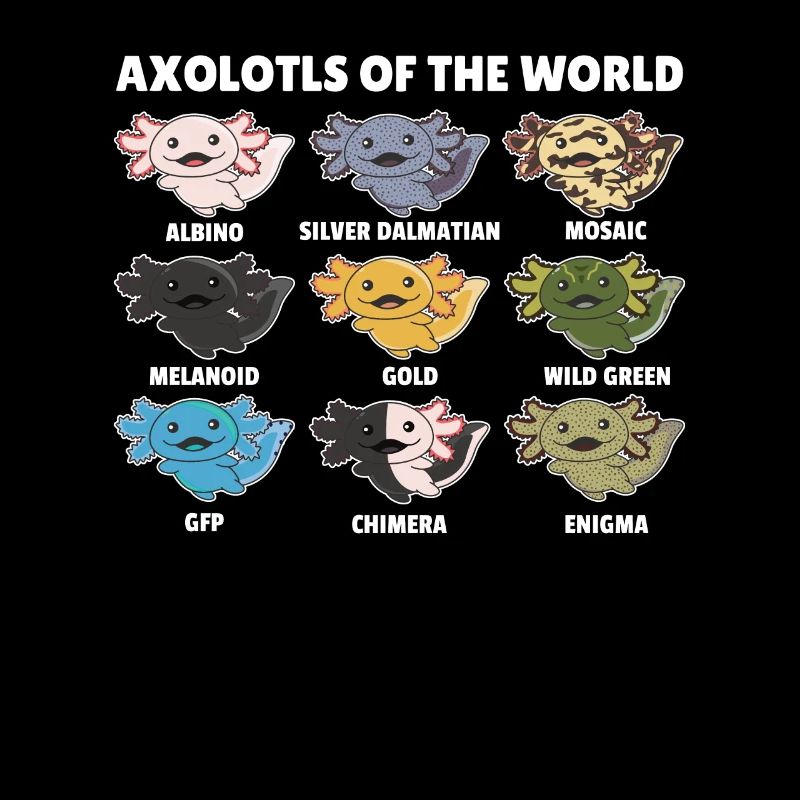 Axolotls du monde animaux doux Espèces d’Axolotl