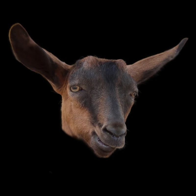 Drôle de tête de chèvre bouc