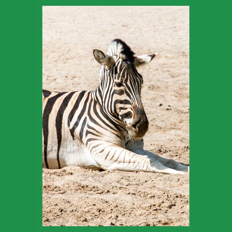 Zebra (auf Deutsch Zebra oder Zebras) Hippotigris