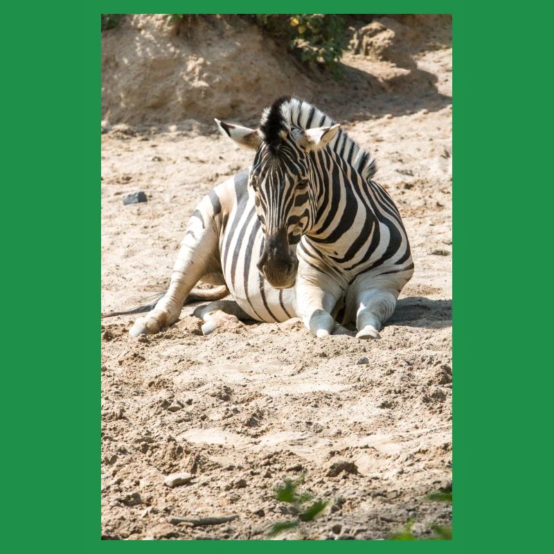 Zebra (auf Deutsch Zebra oder Zebras) Hippotigris