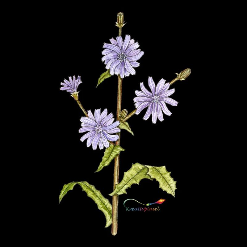 Chicory