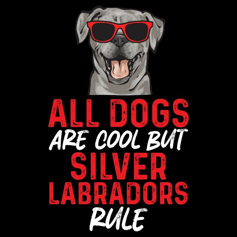 Silver Labrador Retriever Silver Lab